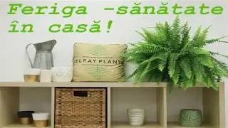 Feriga- sanatate in casa!