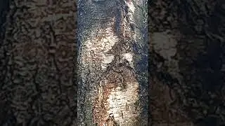 Улыбающийся, черноглазый медвежонок в дупле над черноглазым медведем с кареглазыми Лешим и Кикиморой