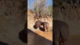Hippo Fart 🦛 P:10 #shorts