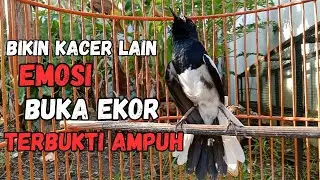 AWAS KACERMU KONSLET JEBOL EMOSINYA DENGAR INI LANGSUNG ON BONGKAR ISIAN !! KACER GACOR ISIAN.