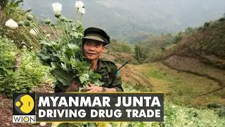 Myanmar emerges as one of world's biggest drug hotspots | Military Coup | Latest English News | WION