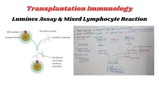 Transplantation Immunology: Luminex Assay & Mixed Lymphocyte Reaction