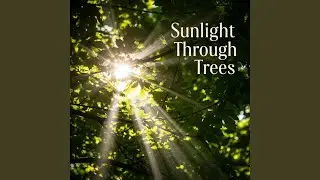 Sunlight Through Trees