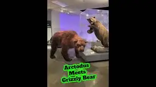 Arctodus Meets Grizzly Bear