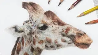 How To Draw a Giraffe with Colored Pencil
