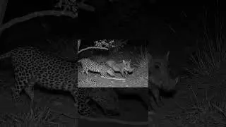 Jaguar to the Rescue: A Rare Moment of Jungle Solidarity 🐆🆘 AI Video