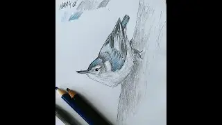 White-breasted Nuthatch With Colour Shading. Vector Bird Art. White-breasted Nuthatch Line Sketch