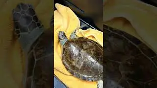 Green sea turtle Matcha is released