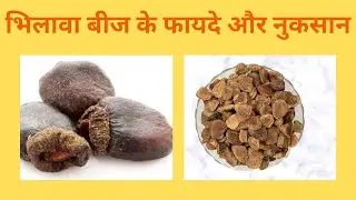 Benefits of Bhilawa Seeds | Disadvantages of Bhilawa Seeds | Benefits and Side Effects of Bhilawa Seeds