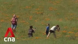 Wildflower superbloom sweeps across California in once-in-a-decade spectacle