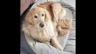 My inspiration for writing- Dogs!  Books for Dog Lovers, Thrillers, Romance and Self-Help!