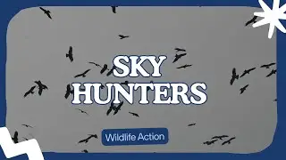 Sky Hunters Unite 🦅 | A Mesmerizing Flock of Black Kites Circling Above.