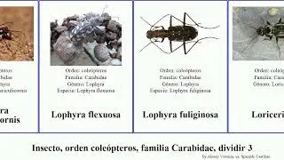 Insecto, orden cole&oacute;pteros, familia Carabidae, dividir 3 lebia mecodema animal carolina colossus