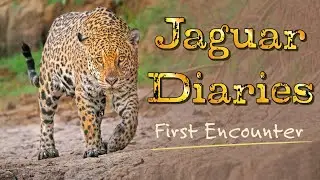 Inspiring wildlife photographer Andy Rouse meets a stunning Jaguar in Brazil and shows great pix too