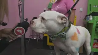 Woof Gang Bakery & Grooming in Concord sells treats, accessories for furry friends