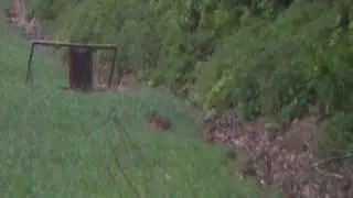 .243 AI Shooting Long Range Vermin.