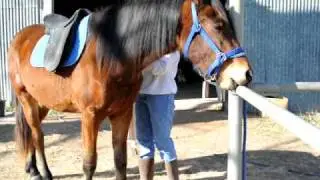 Saddling a very mouthy horse