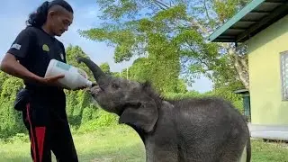 Wildlife Rangers Gave This Baby Elephant Calf A Second Chance