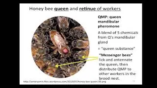 Dr. Gard Otis - Swarming Presentation