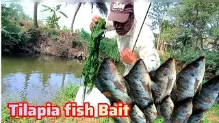 Tilapia Fishing Hook Size | Best Hook Fishing Video | Tilapia Fish Bait