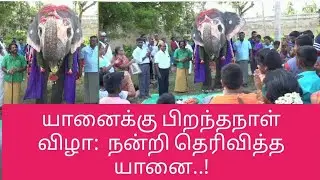திருவானைக்காவல் கோவில் யானை HBD|Thiruvanaikaval Temple Elephant Akila Birthday Celebration |Trichy |