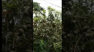 2025 e 2026 Fartura de manga aqui no norte do Parana Gente #frutas