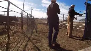 VERY MEAN COWS