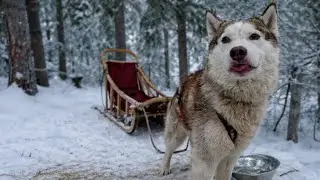 Dog Sledding in Finland | Levi Winter Experience