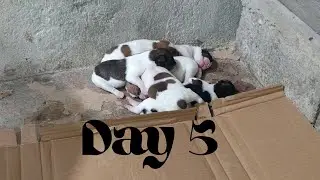 Dogs Life: Day 5 &ndash; Daily Puppy Growth Update