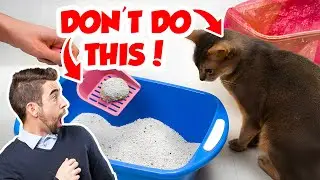 Never Make These Mistakes with Your Cat's Litter Box!