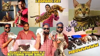 EXOTIC PERSIAN CATS LEOPARD CAT for Sale| Cheapest Price | Kittens For Sale