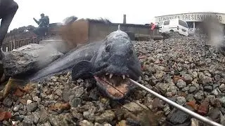Steinbit kamp HD... Wolf Fish fight...