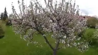 &auml;ppelblom