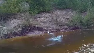 INSANE Steelhead Fights!