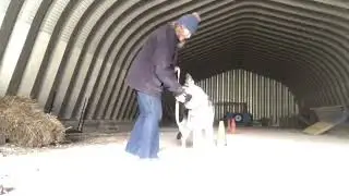 TRAINING TIPS getting dogs together who are unsure of each other