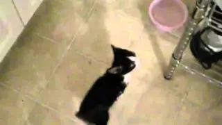 feeding Nemo8