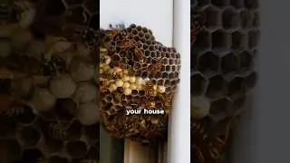 How to Prevent Wasp Nests on Your House