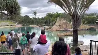 Sea World Special Dolphin Presentation