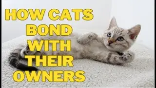 How Cats Bond with Their Owners