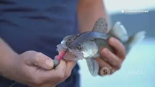fishing in qatar