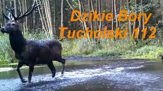 Dzikie Bory Tucholskie 112. Peryferia rykowiska.
