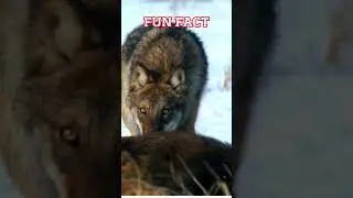 FUN FACT Alpha May Translate To Strict Parrent | Wolves 