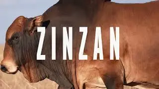 ZINZAN Boran Bull - 15sec Teazer