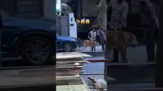 #travel #dog