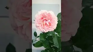 Bliss Parfuma Rose| Kordes| Shillong Plants| #rose #kordesroses #garden #nature #davidaustinroses