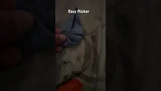 Easy flicker made by JeremySheferOrgami