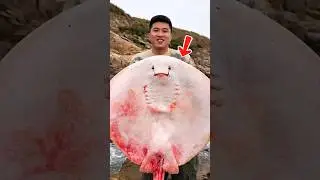 Какую рыбу ловят, используя гигантского ската в качестве наживки?