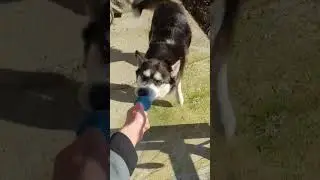 Spielspa&szlig; mit Husky Sheila: Sie will unbedingt ihren Schnuller!