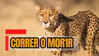 Los animales M&Aacute;S R&Aacute;PIDOS del mundo que NO corren por r&eacute;cords