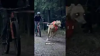 Самые быстрые собаки в мире 😱~#шорты